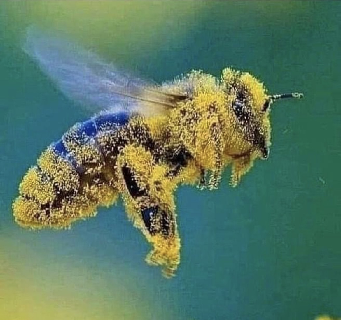 magic-the-secret-life-bees