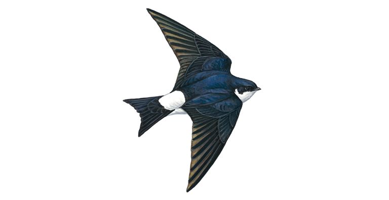 23oct-five-senses-swifts-swallows