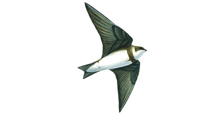 23oct-five-senses-swifts-swallows