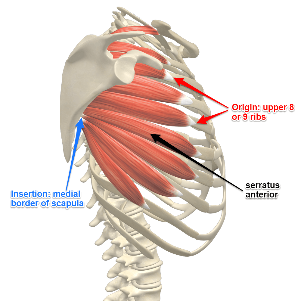 Muscles Of The Rib Cage Labeled Intercostal Muscles Function Area Course Human Click On The Tags Below To Find Other Quizzes On The Same Subject Decorados De Unas