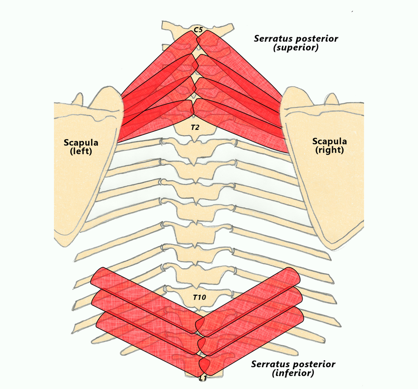 serratus posterior and anterior