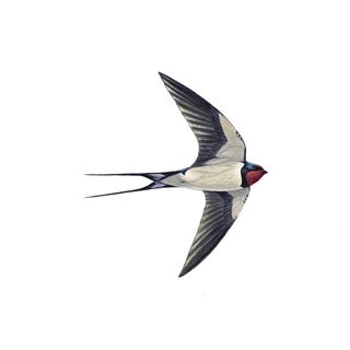 five-senses-swifts-and-swallows-231020